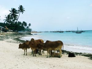 Zanzibar